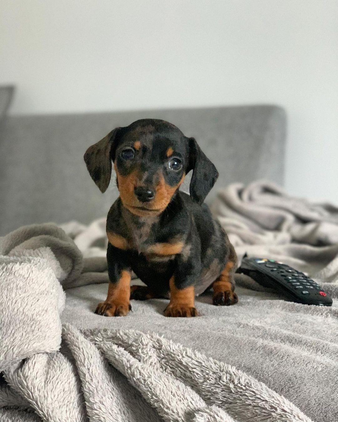 Maisey - Female puppy