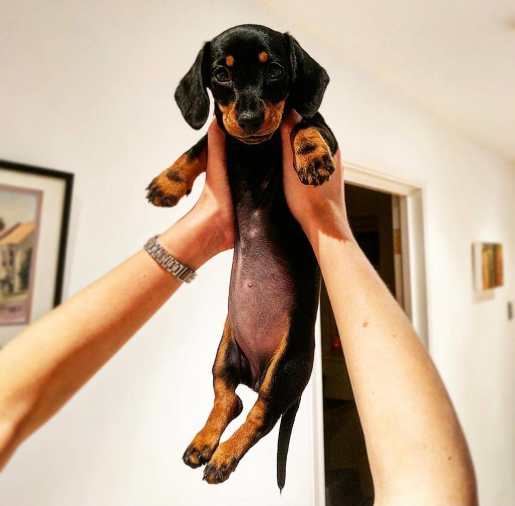 Polly - Female puppy